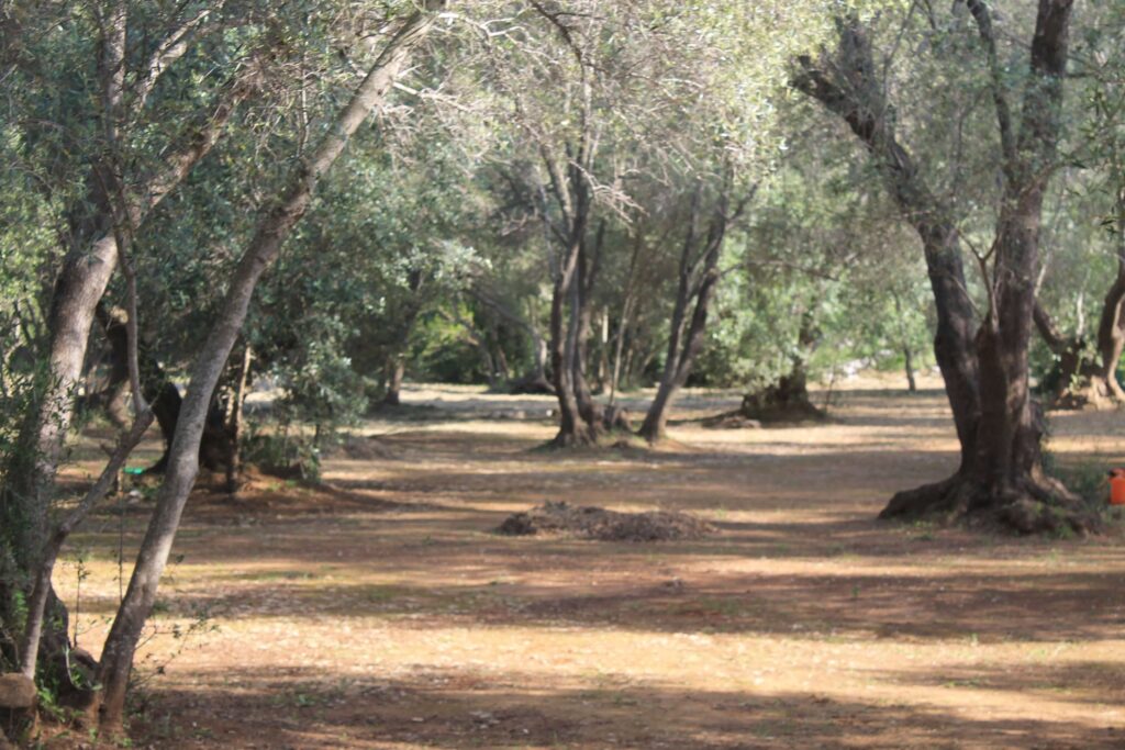 img 7351 (1)